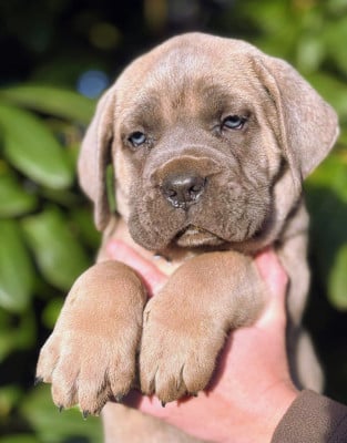 Les chiots de Cane Corso