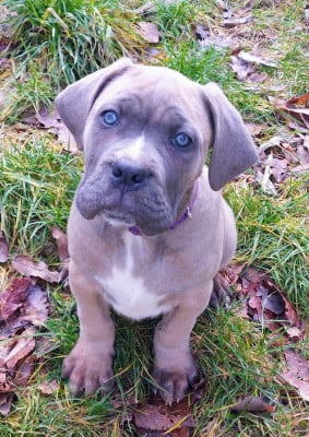 Les chiots de Cane Corso