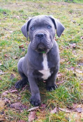 Les chiots de Cane Corso