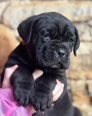 Les chiots de Cane Corso