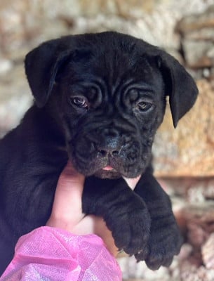 Les chiots de Cane Corso