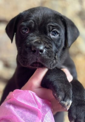 Les chiots de Cane Corso