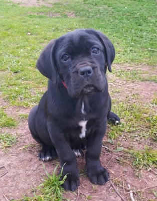 Les chiots de Cane Corso