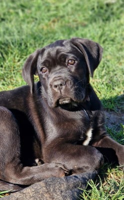 Les chiots de Cane Corso