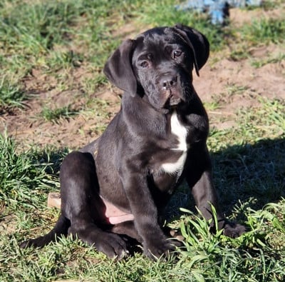 Les chiots de Cane Corso