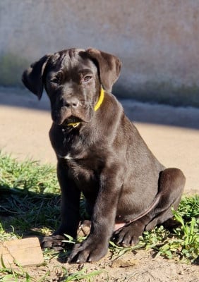 Les chiots de Cane Corso