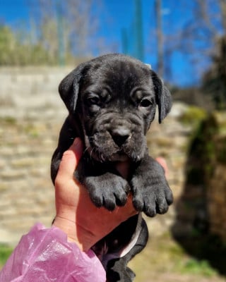Les chiots de Cane Corso