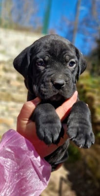 Les chiots de Cane Corso