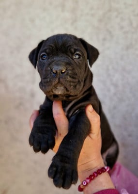 Les chiots de Cane Corso