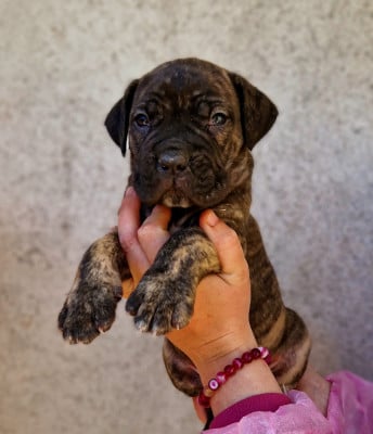 Les chiots de Cane Corso