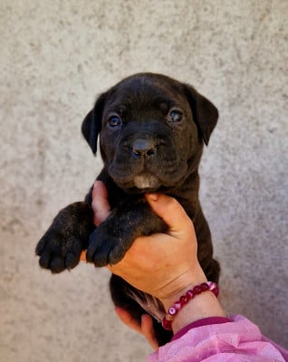 Les chiots de Cane Corso
