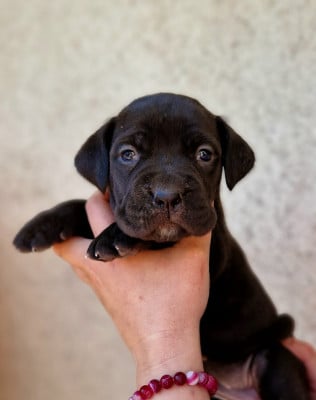 Les chiots de Cane Corso