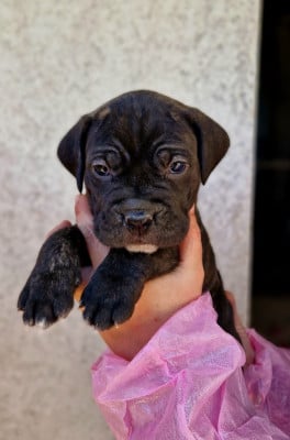 Les chiots de Cane Corso