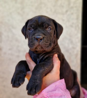 Les chiots de Cane Corso