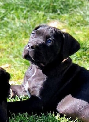 Les chiots de Cane Corso