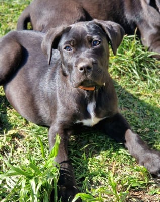Les chiots de Cane Corso