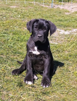 Les chiots de Cane Corso