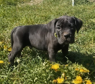 Les chiots de Cane Corso
