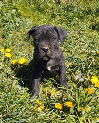 Les chiots de Cane Corso
