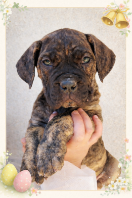 Les chiots de Cane Corso