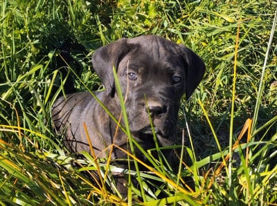 Les chiots de Cane Corso