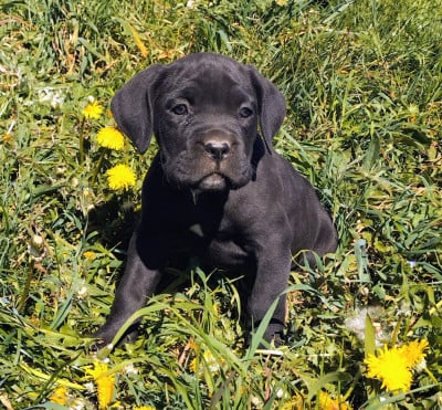 Les chiots de Cane Corso