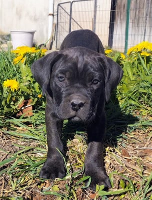 Les chiots de Cane Corso