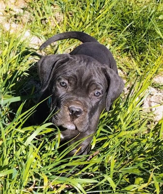 Les chiots de Cane Corso
