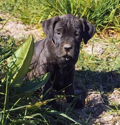 Les chiots de Cane Corso