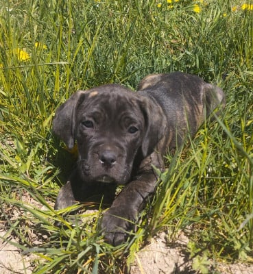 Les chiots de Cane Corso