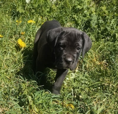 Les chiots de Cane Corso