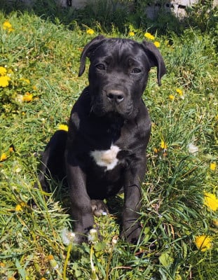 Les chiots de Cane Corso