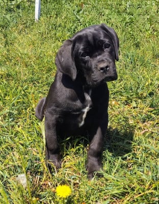 Les chiots de Cane Corso