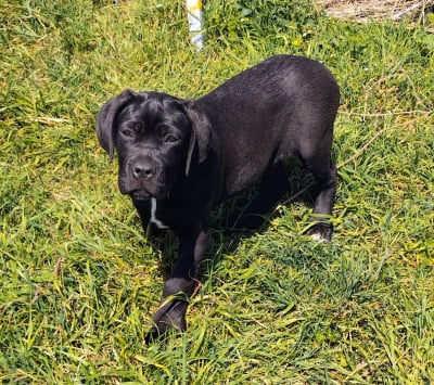Les chiots de Cane Corso