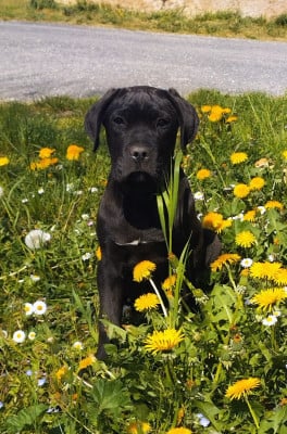 Les chiots de Cane Corso