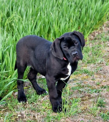 Les chiots de Cane Corso