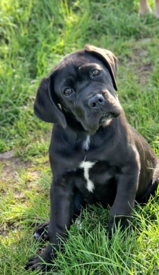 Les chiots de Cane Corso
