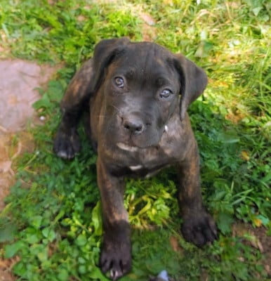 Les chiots de Cane Corso