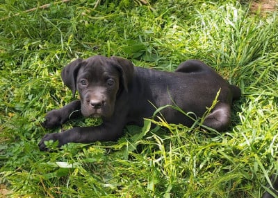 Les chiots de Cane Corso