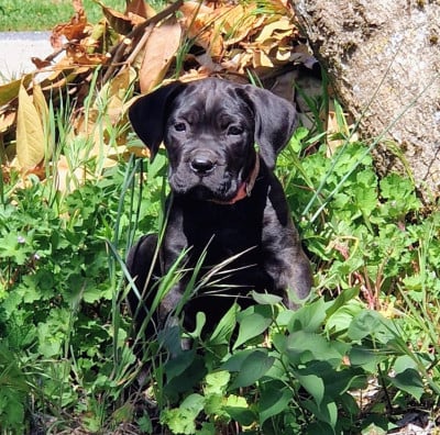 Les chiots de Cane Corso