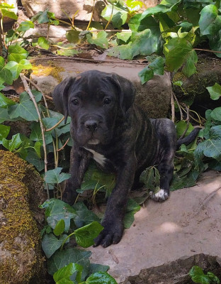 Les chiots de Cane Corso