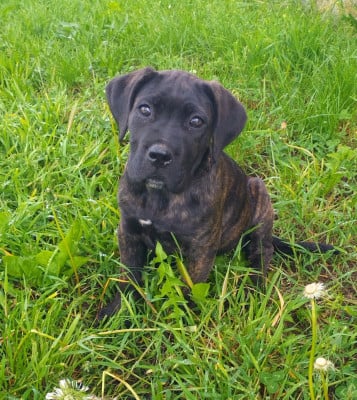 Les chiots de Cane Corso