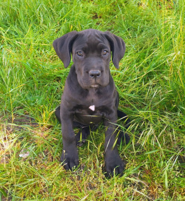 Les chiots de Cane Corso