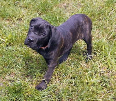 Les chiots de Cane Corso