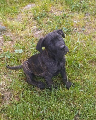 Les chiots de Cane Corso
