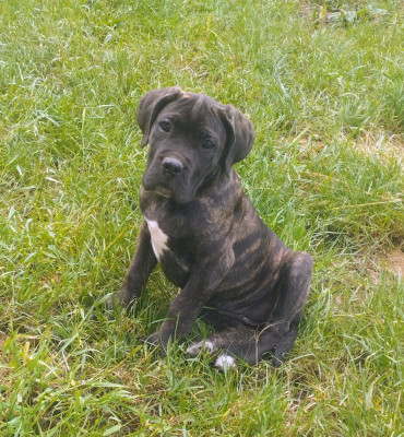 Les chiots de Cane Corso