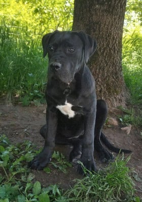 Les chiots de Cane Corso