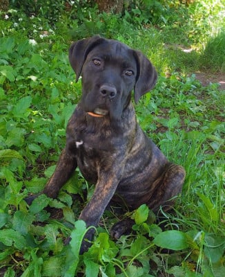Les chiots de Cane Corso