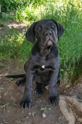 Les chiots de Cane Corso