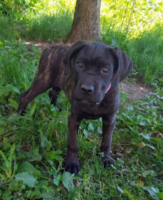 Les chiots de Cane Corso